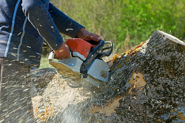 Best Large Tree Removal  in Bloomington, CA